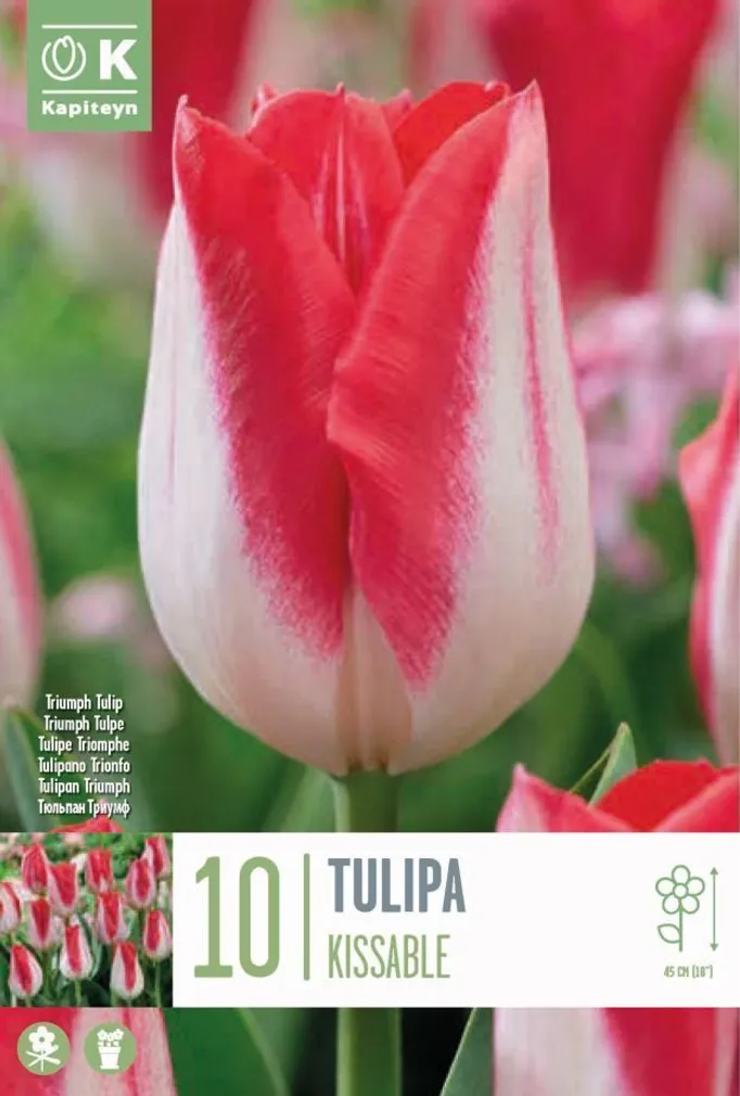 TRIUMFTULP KAPITEYN "KISSABLE" 10TK