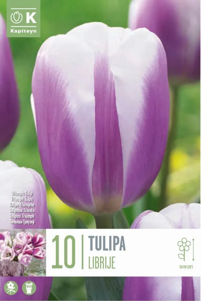TRIUMFTULP KAPITEYN "LIBRIJE" 10TK