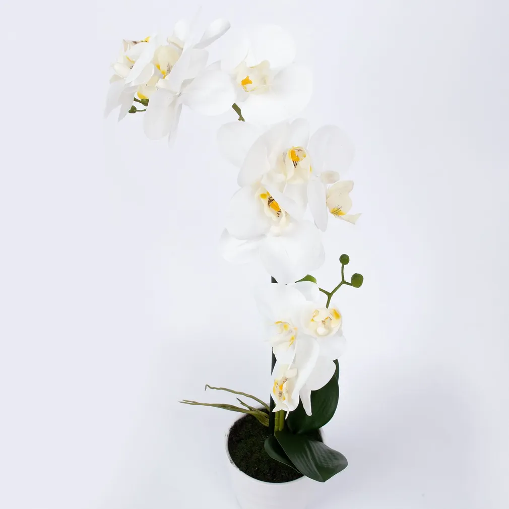 VALGE ORHIDEE IN GARDEN H51CM