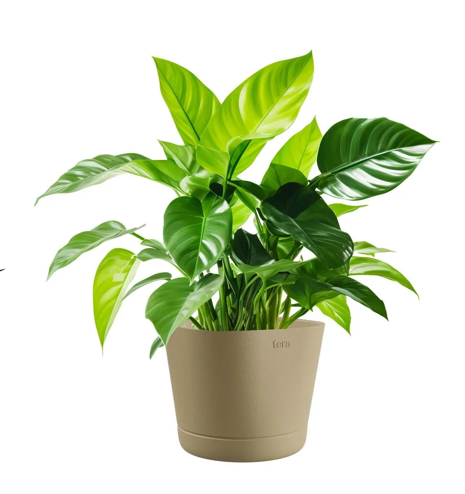 LILLEPOTT COLORADO BEEŽ Ø25CM