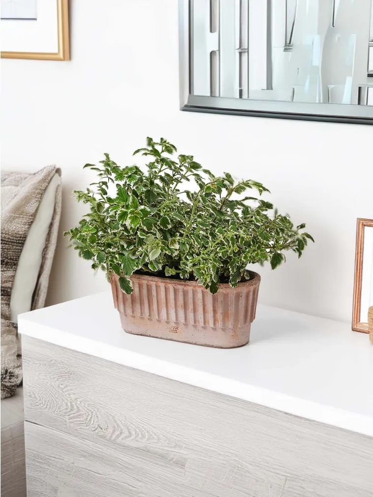 LILLEPOTT TAORMINA GALESTRO 13X33CM