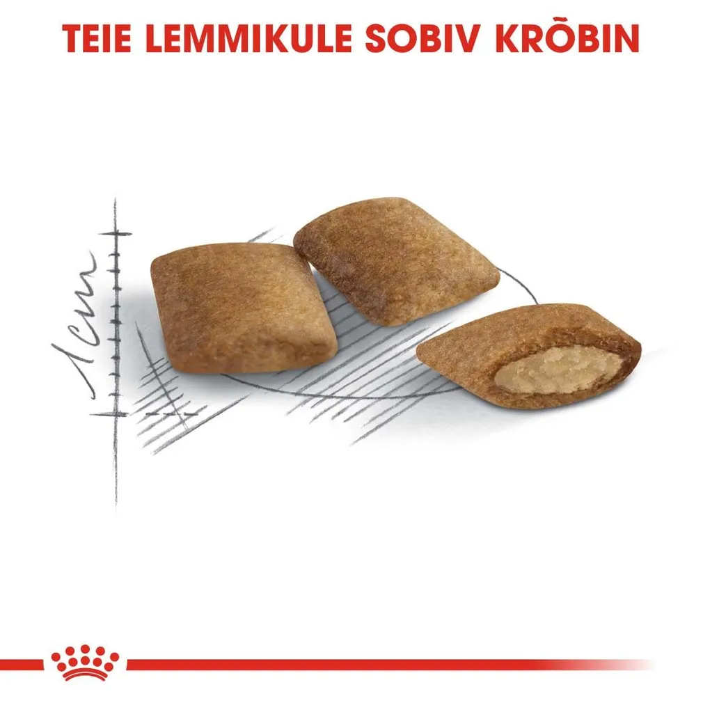 KUIVTOIT ROYAL CANIN AGEING 12+ KASSIDELE 4KG