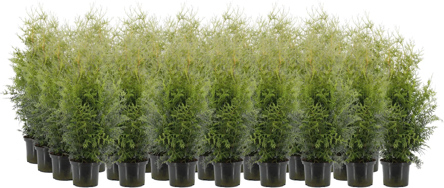 HARILIK ELUPUU "BRABANT" 60-80CM POTT ALUSEL 30 TAIME