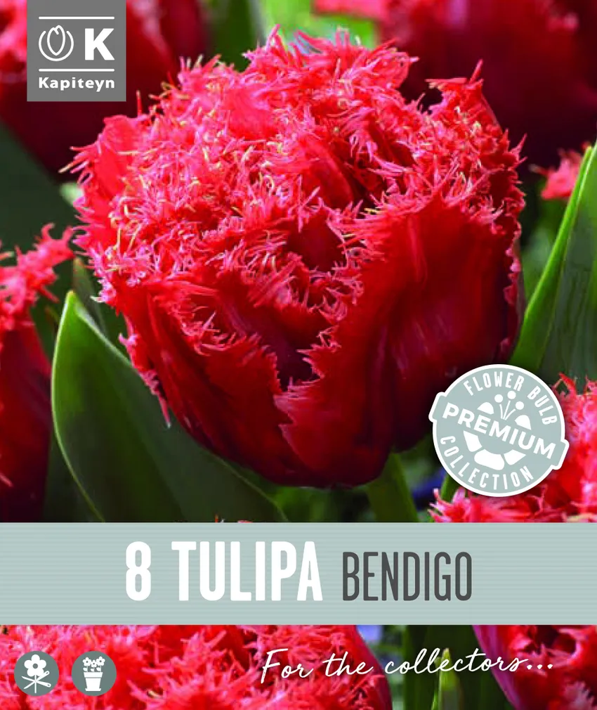 NARMAS TÄIDISÕIELINE TULP KAPITEYN BENDIGO 8TK