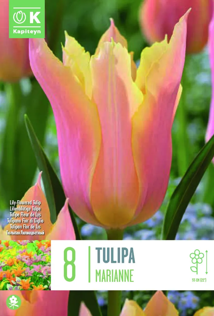 LIILIAÕIELINE TULP KAPITEYN MARIANNE 8TK