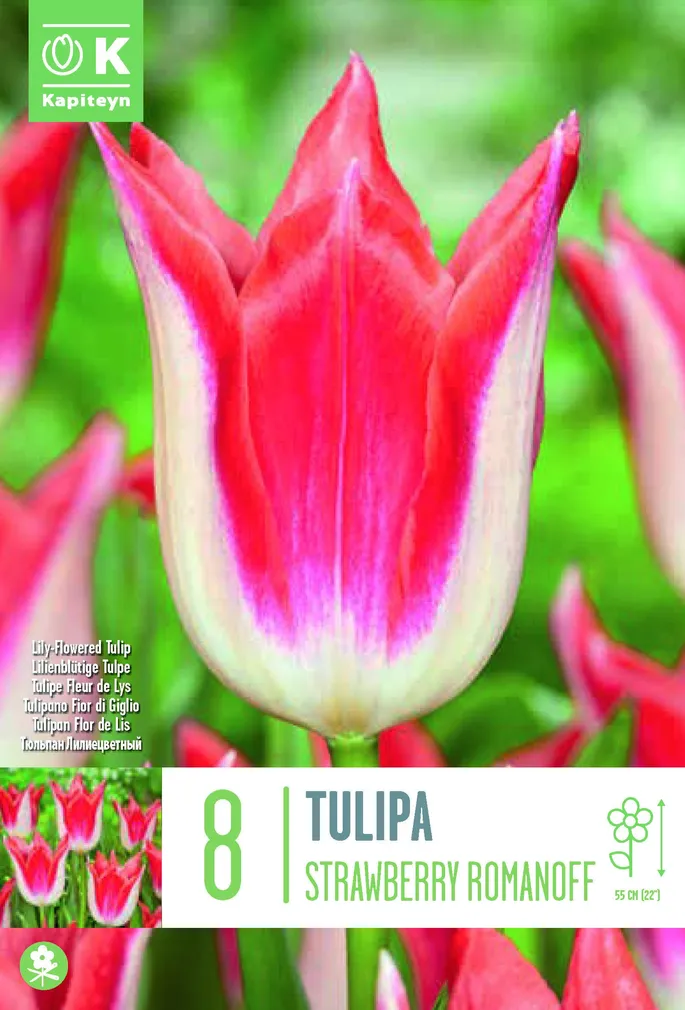 LIILIAÕIELINE TULP KAPITEYN STRAWBERRY ROMANOFF 8TK