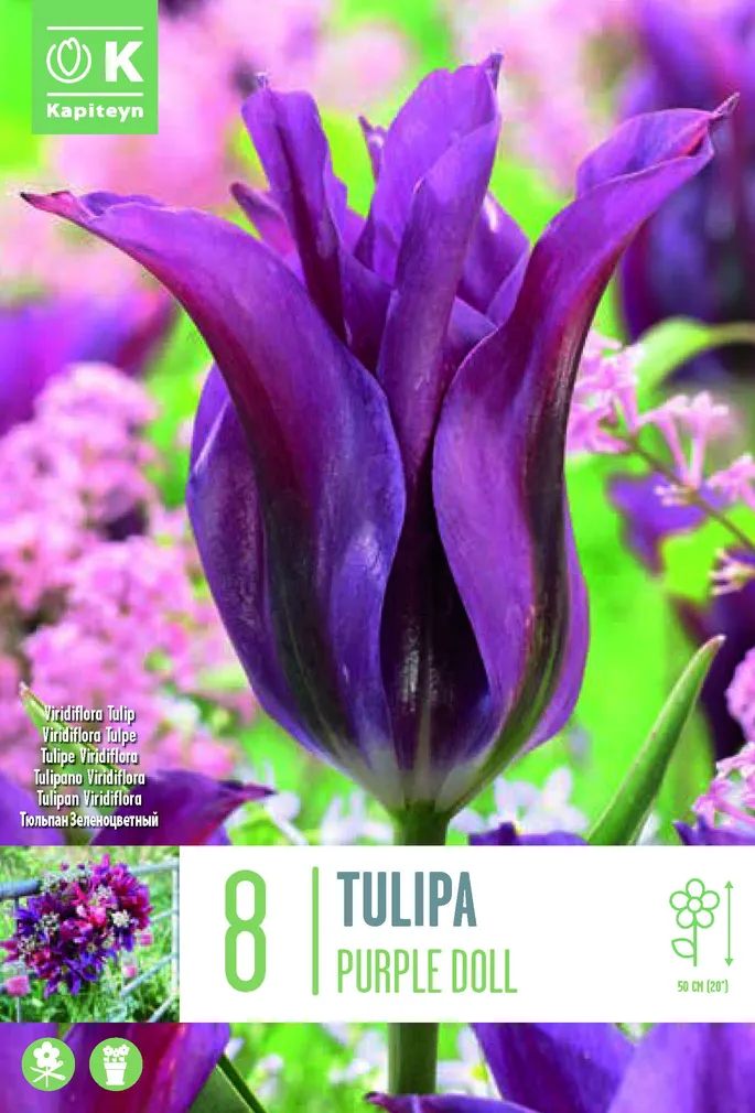 TULP KAPITEYN VIRIDIFLORA PURPLE DOLL 8TK