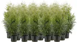 ELUPUU "BRABANT" 60-80CM POTIS, 20TK ALUSEL