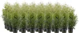 ELUPUU "BRABANT" 60-80CM POTIS, 30TK ALUSEL