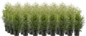 ELUPUU "BRABANT" 60-80CM POTIS, 30TK ALUSEL