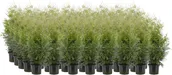 ELUPUU "BRABANT" 60-80CM POTIS, 40TK ALUSEL