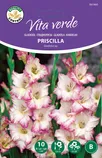 LILLESIBUL VITA VERDE GLADIOOL PRISCILLA 10TK PAKIS