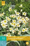 LILLESIBUL JUB TULP TURKESTANICA 10TK PAKIS