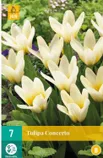 LILLESIBUL JUB TULP CONCERTO 7TK PAKIS