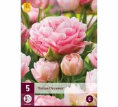 LILLESIBUL JUB TULP DREAMER 5TK PAKIS