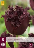 LILLESIBUL JUB TULP LABRADOR 5TK PAKIS
