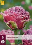 LILLESIBUL JUB TULP MASCOTTE 5TK PAKIS
