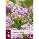LILLESIBUL JUB TULP VIOLET PRANAA 5TK PAKIS