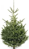JÕULUPUU HARILIK KUUSK 150+CM