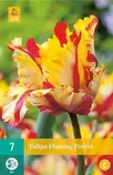 LILLESIBUL JUB TULP FLAMING PARROT 7TK PAKIS