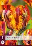 LILLESIBUL JUB TULP RASTA PARROT 5TK PAKIS