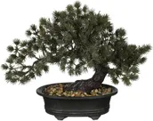 KUNSTTAIM MICA DECORATIONS BONSAI POTIS 28X15X23CM