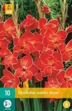 LILLESIBUL JUB GLADIOOL ATOM 10TK