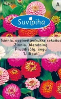 LILLESEEMNED SUVIPIHA PRUUDISÕLG LILLIPUT SEGU 