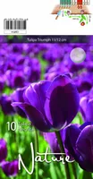 LILLESIBUL TULP TRIUMPH NEGRITA 10TK PAKIS