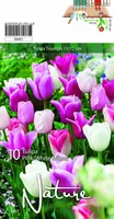 LILLESIBUL TULP TRIUMPH PINK MIX 10TK PAKIS