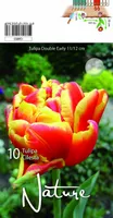 LILLESIBUL TULP DBL. EARLY CILESTA 10TK PAKIS