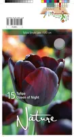 LILLESIBUL TULP SINGLE LATE QUEEN OF NIGHT 10TK PAKIS