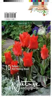 LILLESIBUL TULP GREIGII RED RIDING HOOD 10TK PAKIS