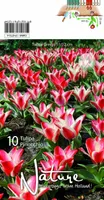 LILLESIBUL TULP GREIGII PINOCCHIO 10TK PAKIS