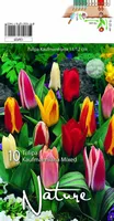 LILLESIBUL TULP KAUFM MIXED 10TK PAKIS
