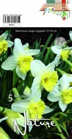 LILLESIBUL NARTSISS ICE FOLLIES 5TK PAKIS