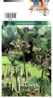 LILLESIBUL ALLIUM 5TK PAKIS