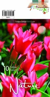 LILLESIBUL TULP GREIGII TORONTO 10TK PAKIS