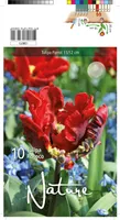 LILLESIBUL TULP PARROT ROCOCO 10TK PAKIS