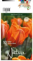 LILLESIBUL TULP TRT PRINSES IRENE 10TK PAKIS