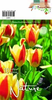 LILLESIBUL TULP KAUFMANNIANA STRESA 10TK PAKIS