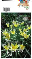 LILLESIBUL TULP BOTANICAL TARDA DASYSTEM 10TK PAKIS