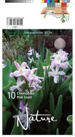 LILLESIBUL KIRGASLILL PINK GIANT 10TK PAKIS
