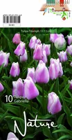 LILLESIBUL TULP TRIUMPH GABRIELLA 10TK PAKIS