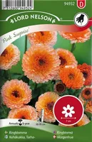 LILLESEEMNED SAIALILL "PINK SURPRISE" 6G/PK