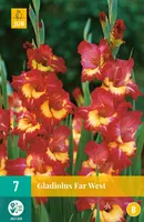 LILLESIBUL GLADIOOL FAR WEST 7TK
