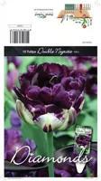 LILLESIBUL TULP DLT DOUBLE NEGRITA 10TK PAKIS