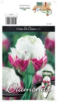 LILLESIBUL TULP DLT ICE CREAM 5TK PAKIS