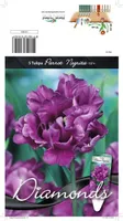 LILLESIBUL TULP PKT NEGRITA'S PARROT 5TK PAKIS