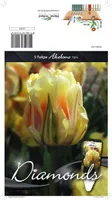 LILLESIBUL TULP DLT AKEBONO 5TK PAKIS